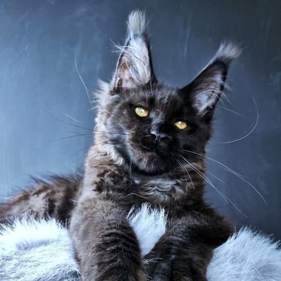 Maine Coon POLIN Kristal Lux