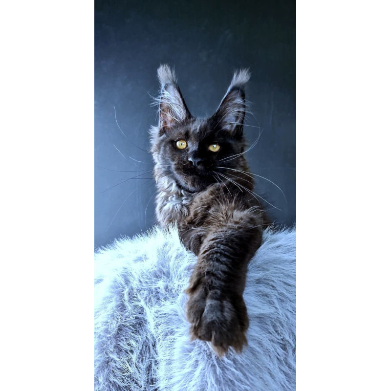Maine Coon POLIN Kristal Lux