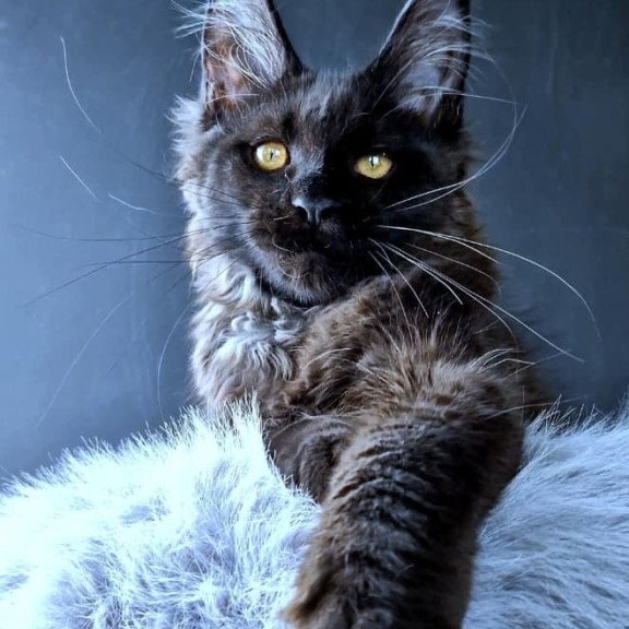 Maine Coon POLIN Kristal Lux