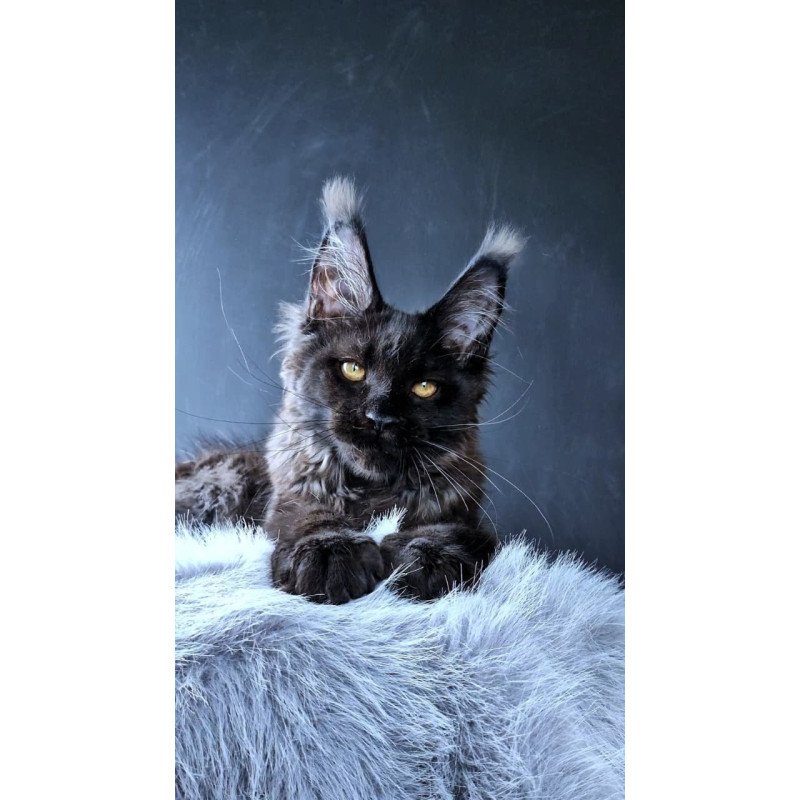 Maine Coon POLIN Kristal Lux