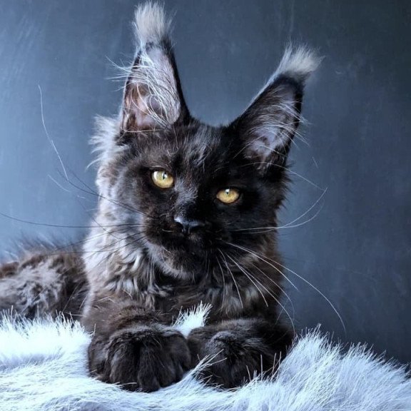 Maine Coon POLIN Kristal Lux