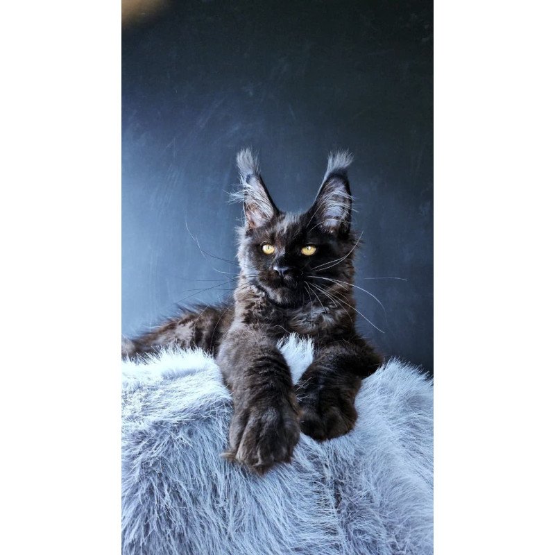 Maine Coon POLIN Kristal Lux