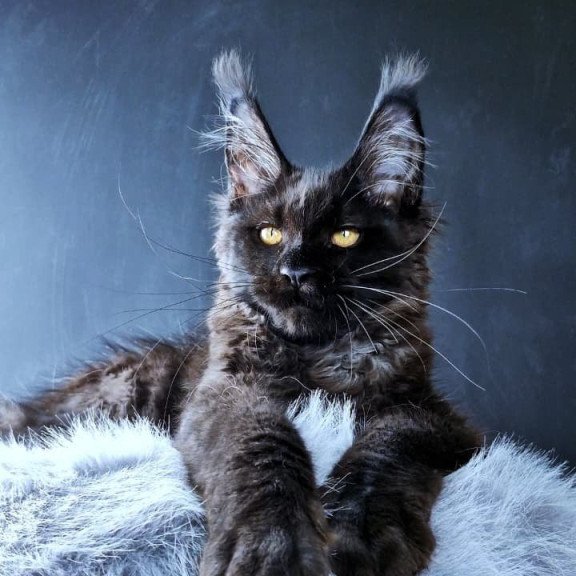 Maine Coon POLIN Kristal Lux