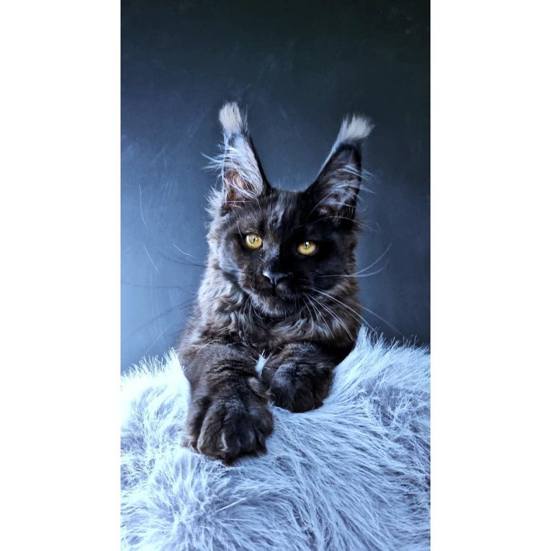 Maine Coon POLIN Kristal Lux