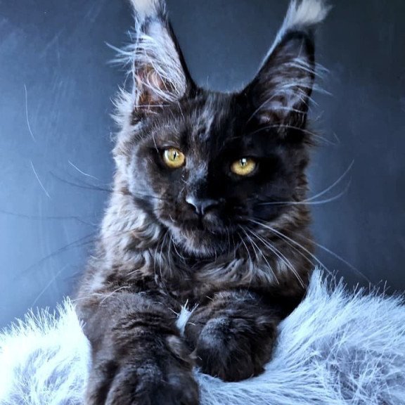 Maine Coon POLIN Kristal Lux