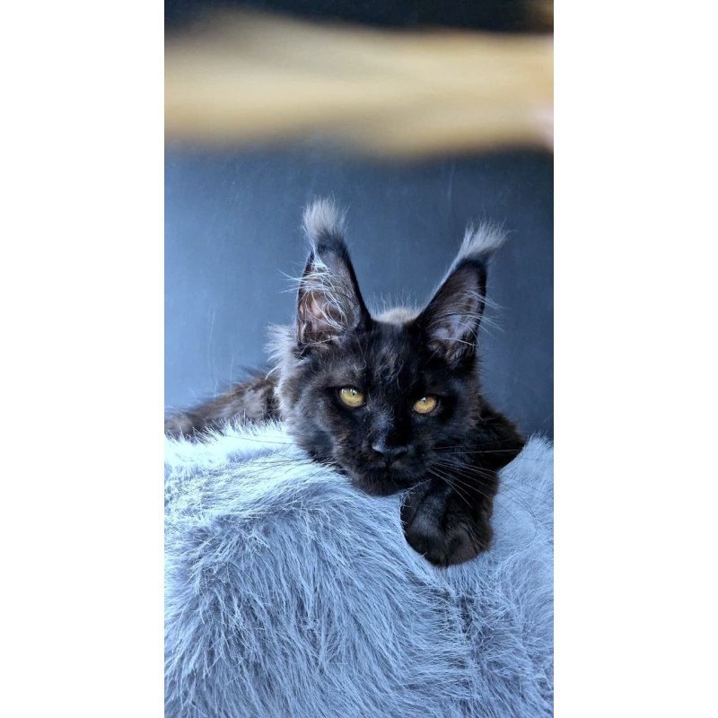 Maine Coon POLIN Kristal Lux