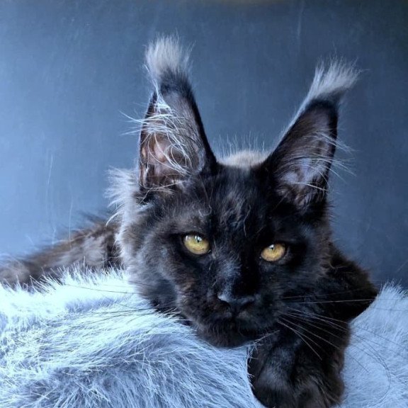Maine Coon POLIN Kristal Lux