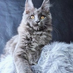 Maine Coon POLIN Lunar Cat