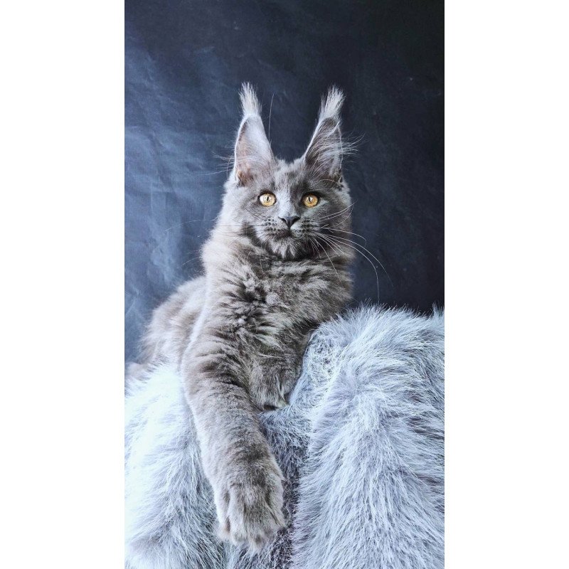 Maine Coon POLIN Lunar Cat