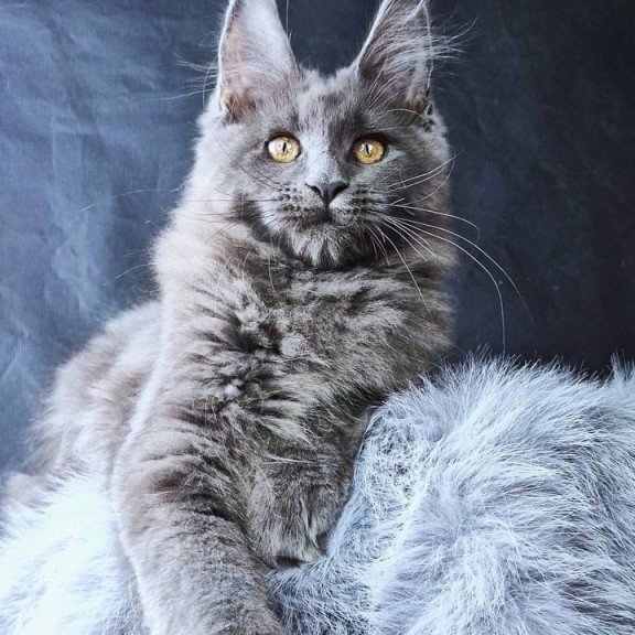 Maine Coon POLIN Lunar Cat