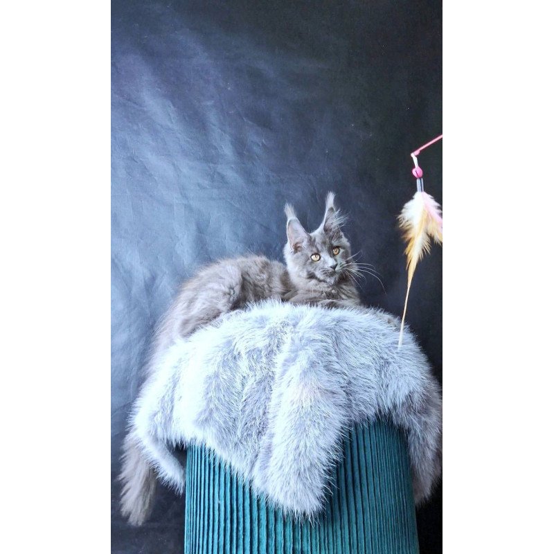 Maine Coon POLIN Lunar Cat