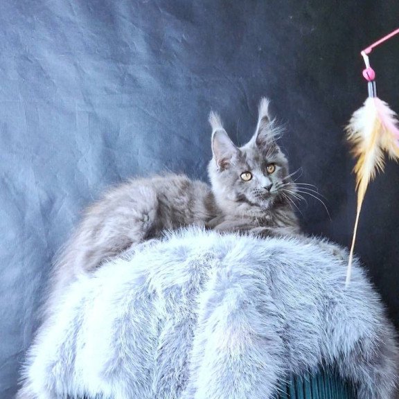 Maine Coon POLIN Lunar Cat