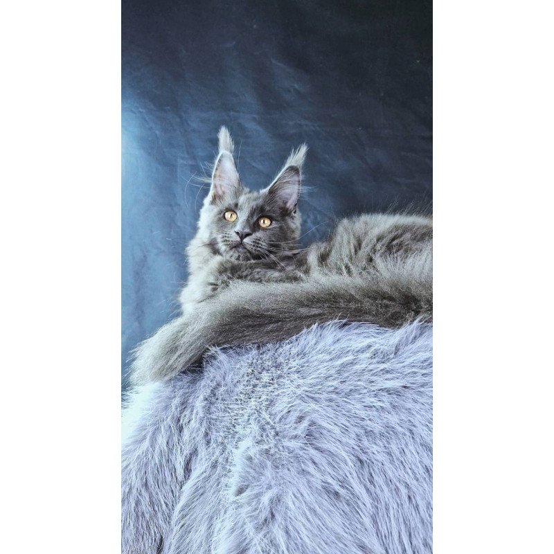Maine Coon POLIN Lunar Cat