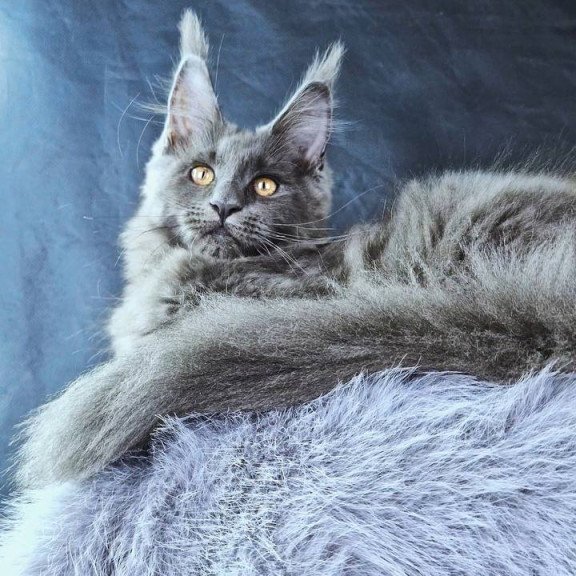 Maine Coon POLIN Lunar Cat