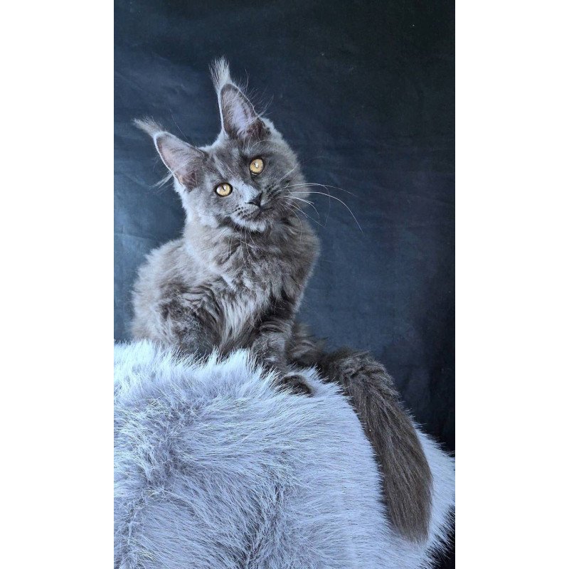 Maine Coon POLIN Lunar Cat
