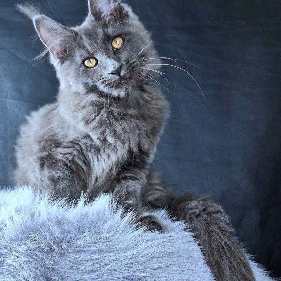 Maine Coon POLIN Lunar Cat