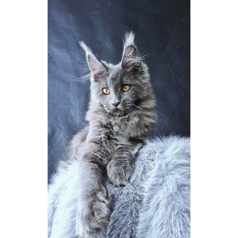 Maine Coon POLIN Lunar Cat