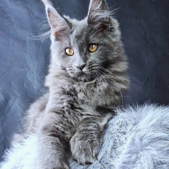 Maine Coon POLIN Lunar Cat