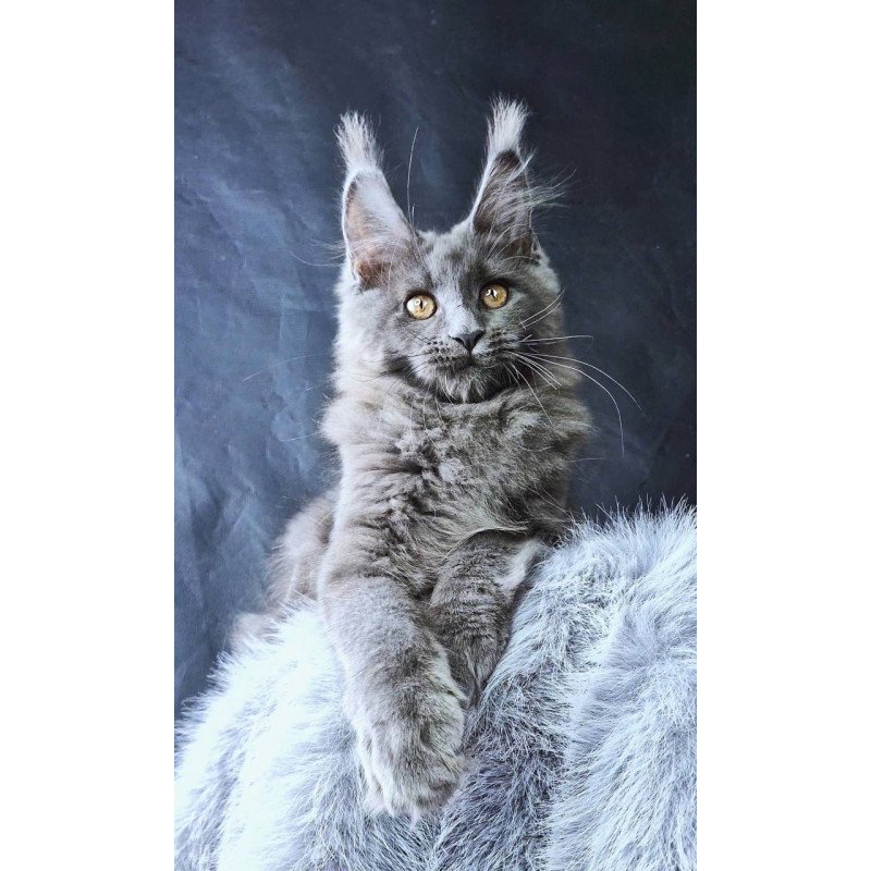 Maine Coon POLIN Lunar Cat
