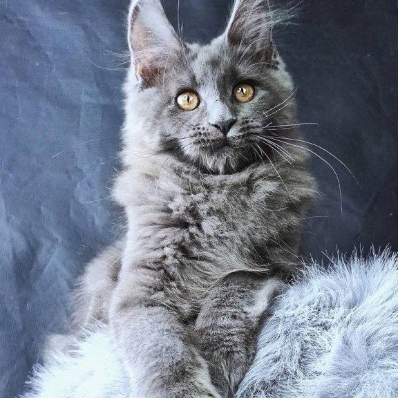 Maine Coon POLIN Lunar Cat