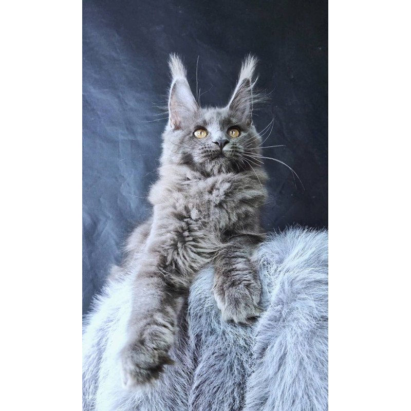 Maine Coon POLIN Lunar Cat