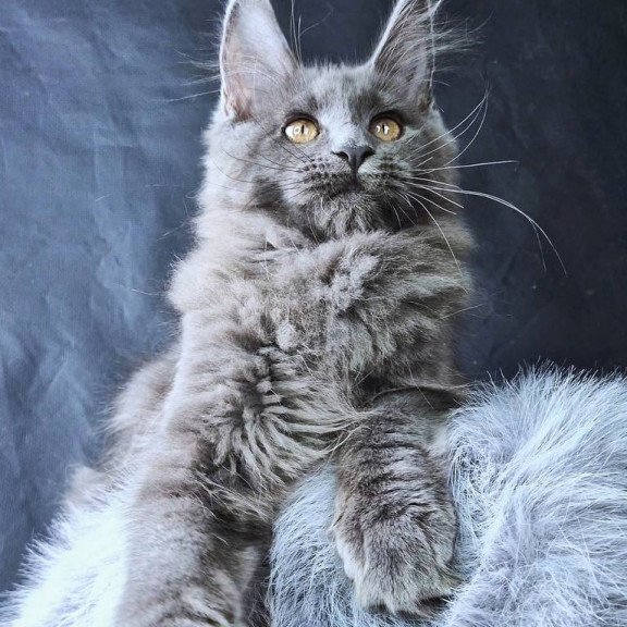 Maine Coon POLIN Lunar Cat