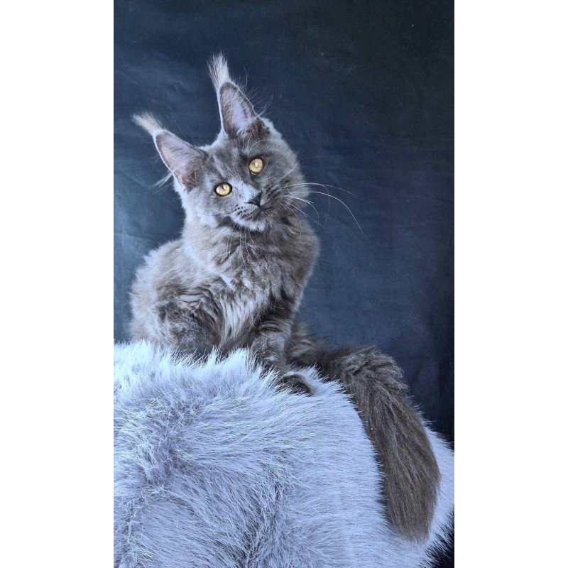 Maine Coon POLIN Lunar Cat