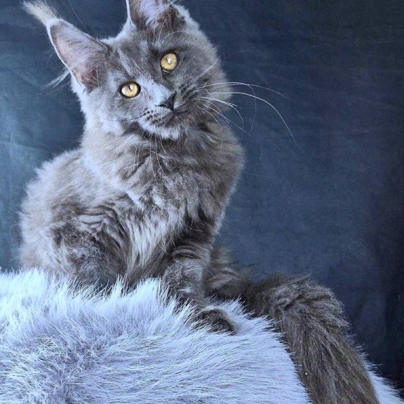 Maine Coon POLIN Lunar Cat