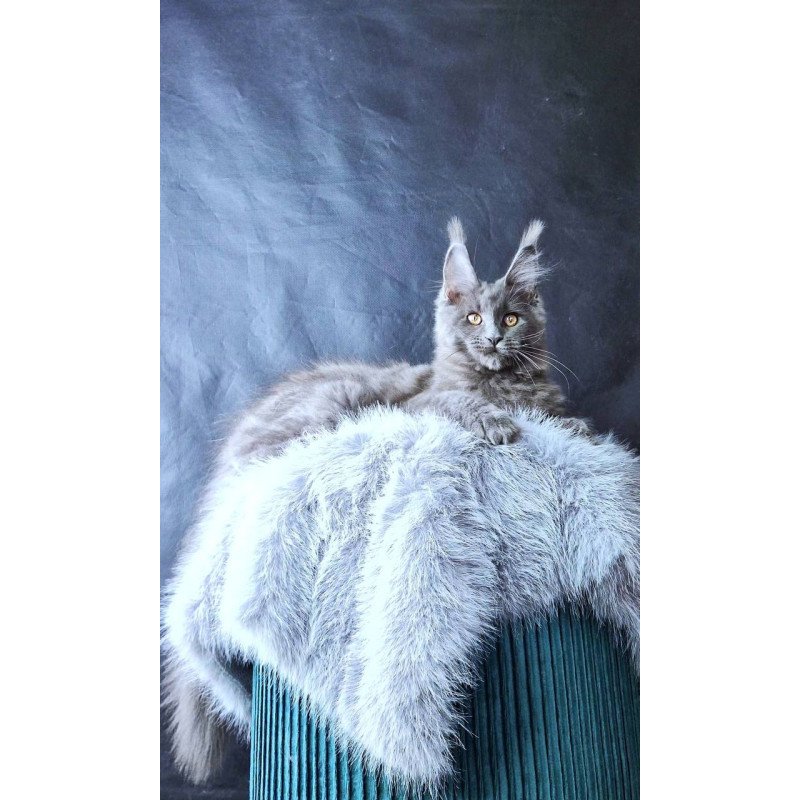 Maine Coon POLIN Lunar Cat