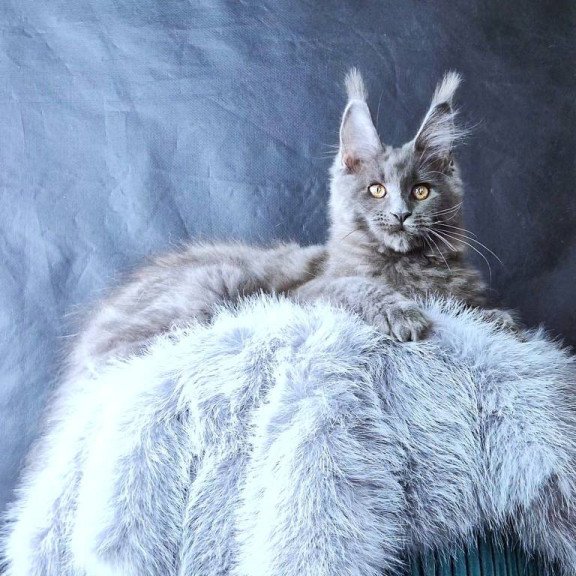 Maine Coon POLIN Lunar Cat