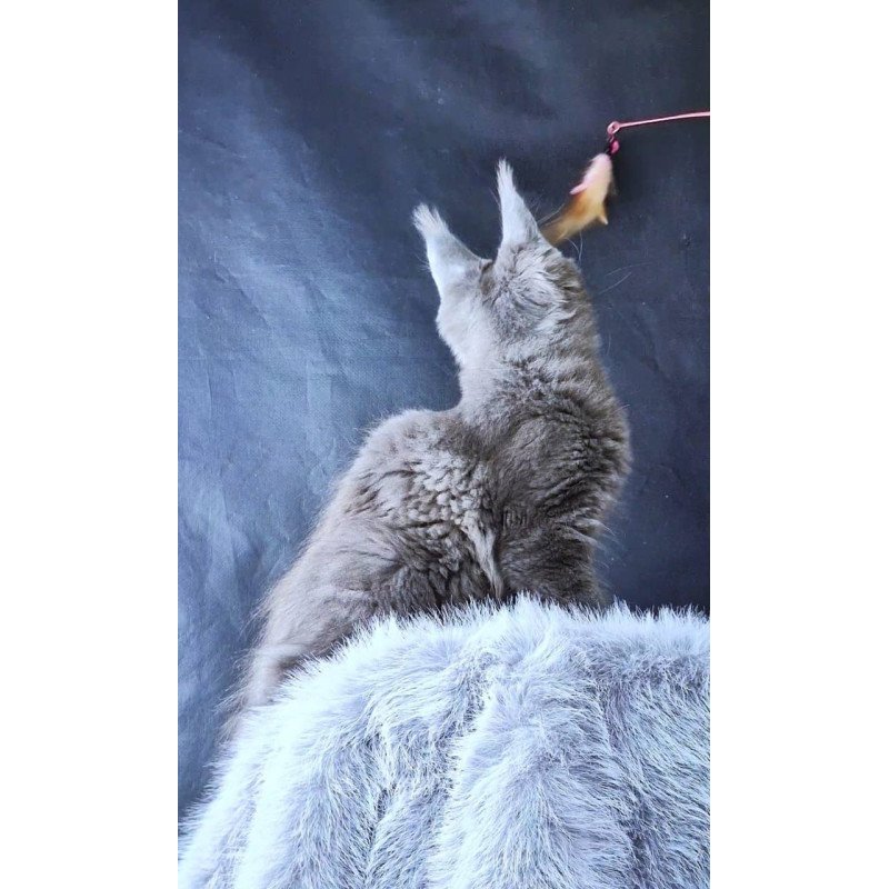 Maine Coon POLIN Lunar Cat
