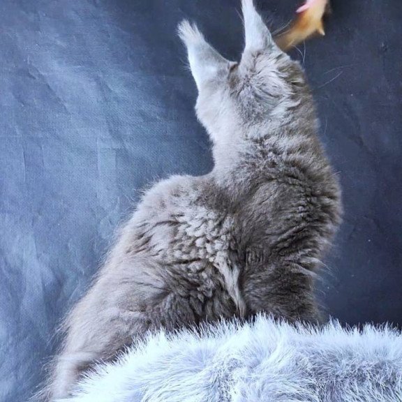 Maine Coon POLIN Lunar Cat