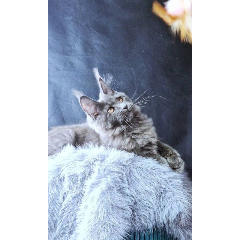 Maine Coon POLIN Lunar Cat