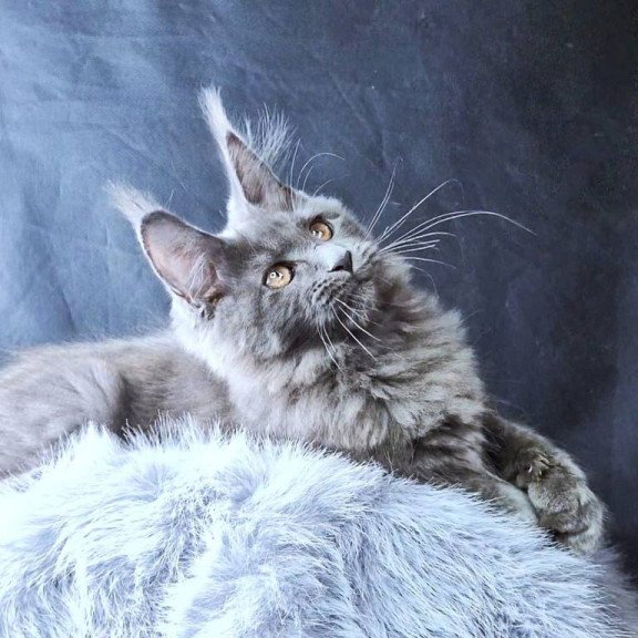 Maine Coon POLIN Lunar Cat