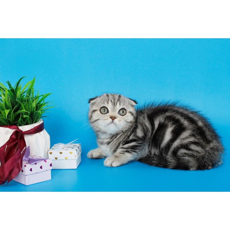 Scottish AP Zhizel