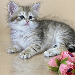 Siberian NOV Yuna