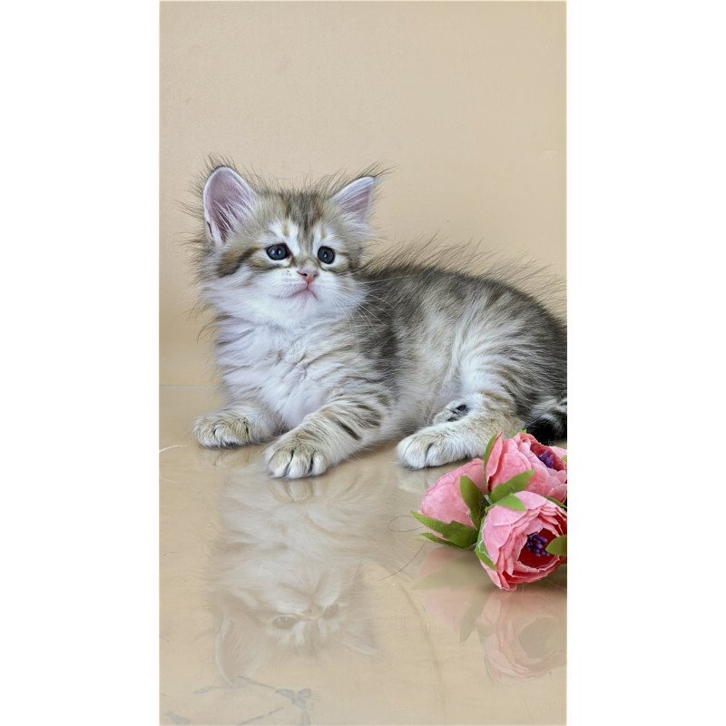 Siberian NOV Yuna