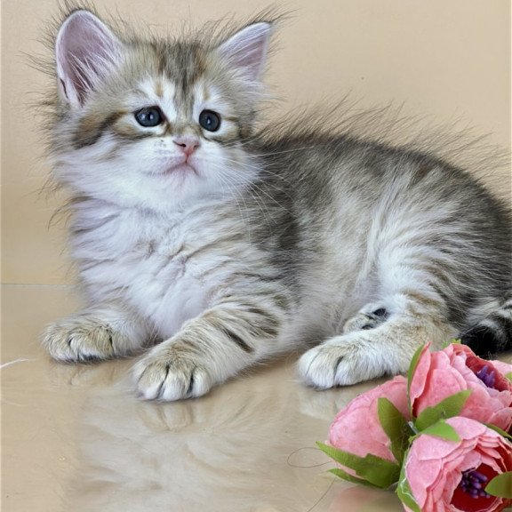 Siberian NOV Yuna