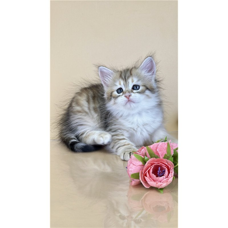 Siberian NOV Yuna