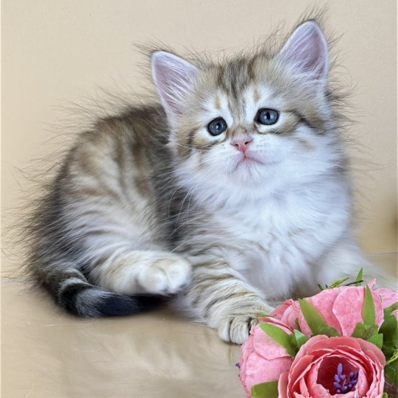 Siberian NOV Yuna