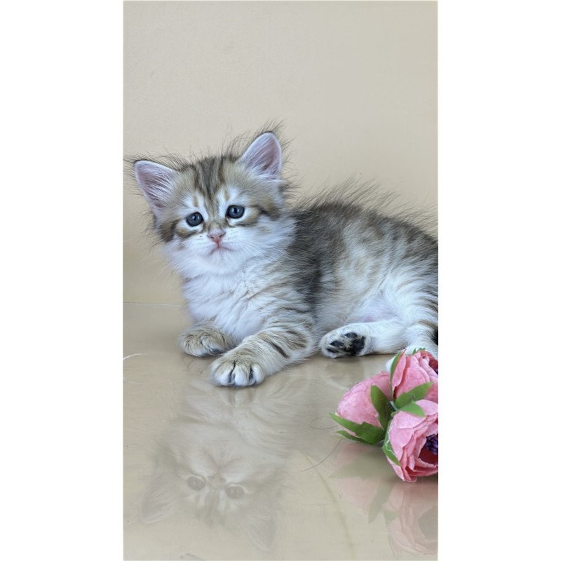 Siberian NOV Yuna