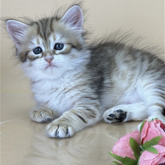 Siberian NOV Yuna