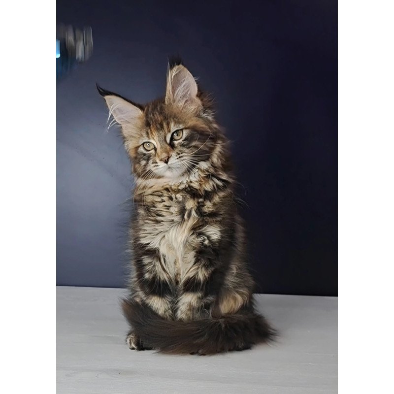 Maine Coon NOV Ozzy Polydactyl