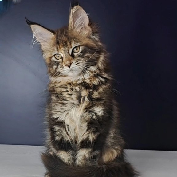 Maine Coon NOV Ozzy Polydactyl