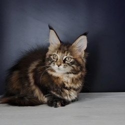 Maine Coon NOV Ozzy Polydactyl