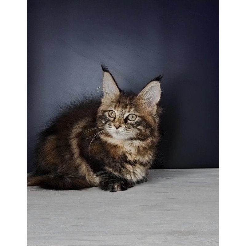 Maine Coon NOV Ozzy Polydactyl