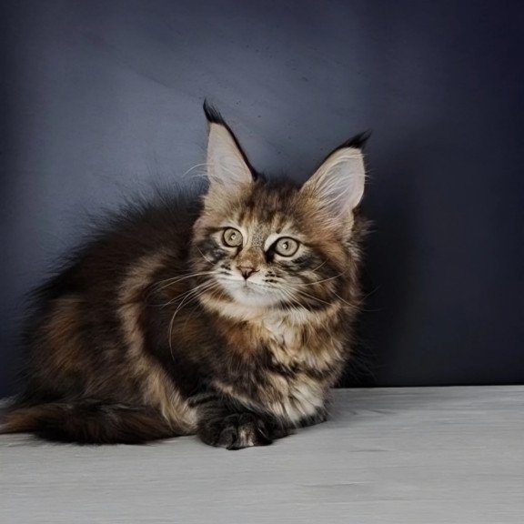 Maine Coon NOV Ozzy Polydactyl