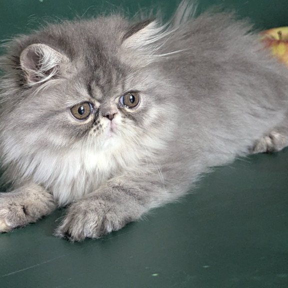 Persian EZ Donya