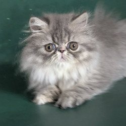 Persian EZ Donya