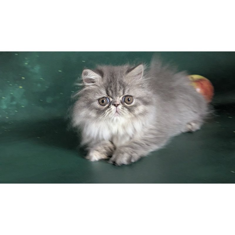 Persian EZ Donya